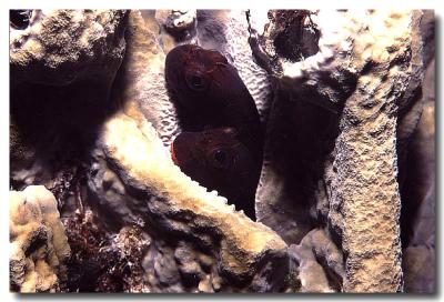 A Pair of Red Lipped Blennies