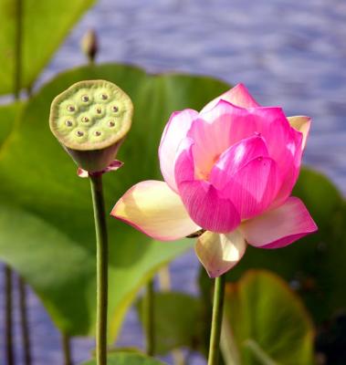 Lotus and lotus pod