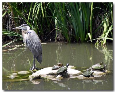 Great Blue Heron