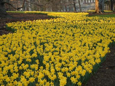 Spring 2004 - Lines of yellow - Daffodils, State College, PA