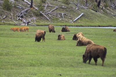 Yellowstone: Wildlife