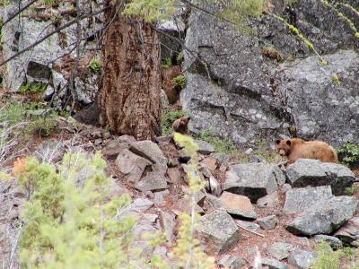 5-04 cinnamon sow and cub looking.jpg