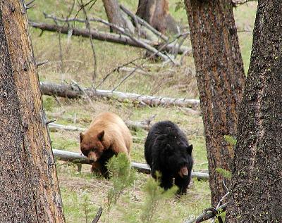 5-04 2 bears.jpg