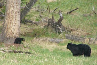 5-04 rosieand cub.jpg