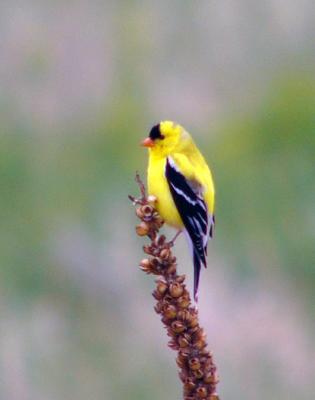 6-04-goldfinch.jpg