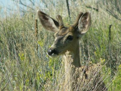 6-04mulebuck.jpg