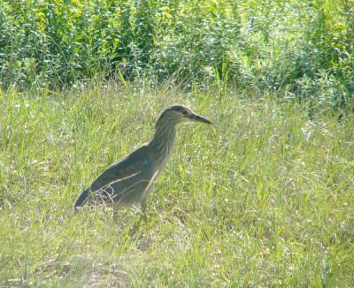 6-04night-heron.jpg