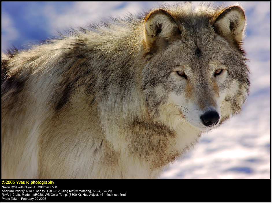 Wolf Portrait ...
