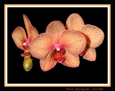 orchid2crop4.jpg