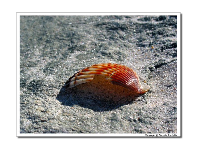Seashell on the Sea Shore