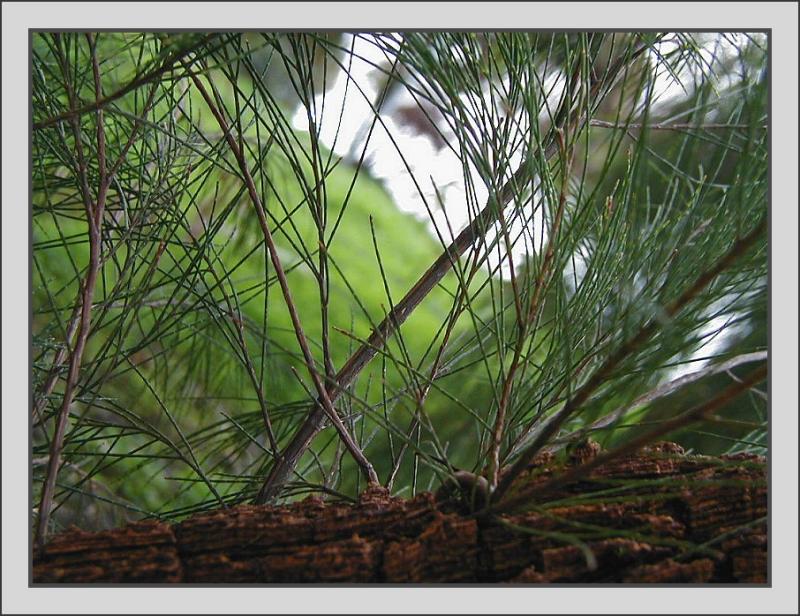 Casuarina branch & twigs