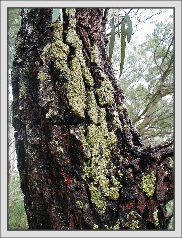 Gumtree bark &  lichen