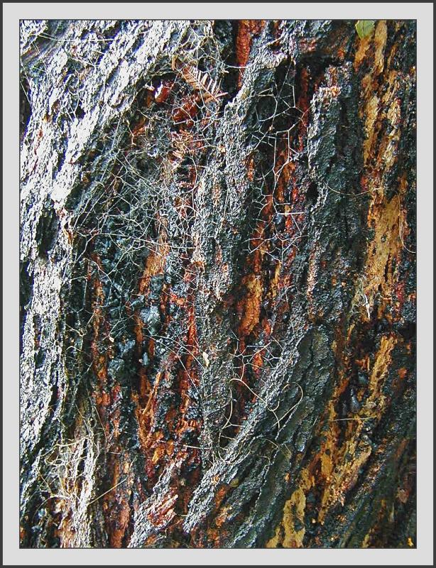 Gumtree bark & spiderweb