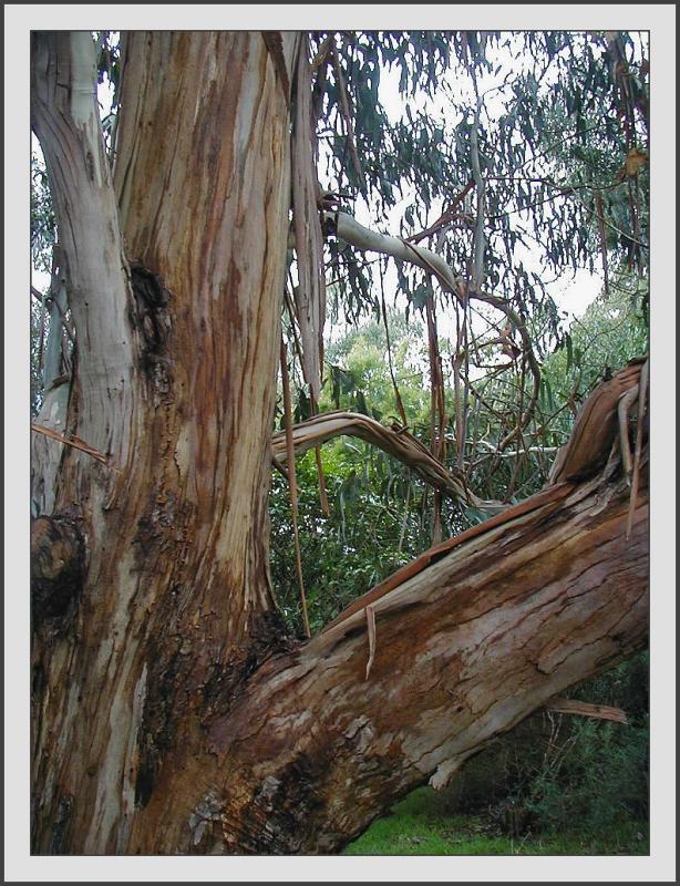 Tasmanian bluegum bark