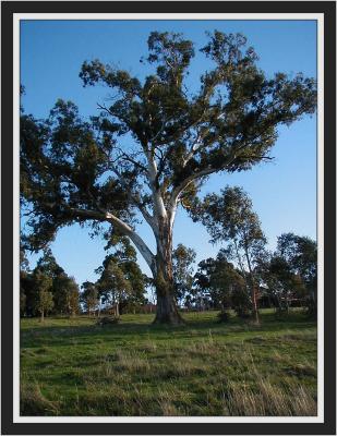 u47/yvonneii/medium/30016128.Treeinhorsepaddock.jpg