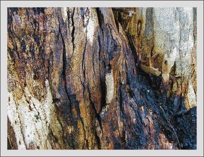 u47/yvonneii/medium/30135717.Gumtreebark2.jpg