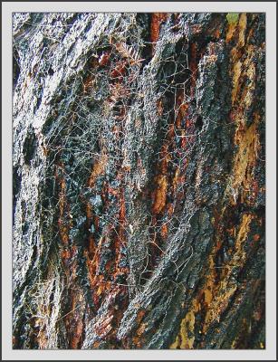 u47/yvonneii/medium/30135992.Gumtreebarkspiderweb.jpg