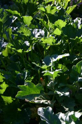 u47/yvonneii/medium/40008383.IMG_0184Zucchinirow.jpg