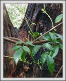 Pandora vine  gumtree bark