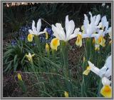 Iris bluebells  daffodils