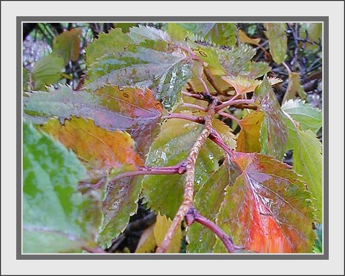 Flowering cherry in winter