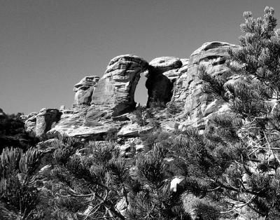 Arch & Pine needles.jpg