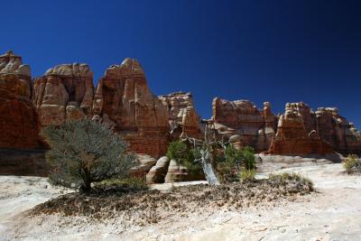 Dry country vegetation.jpg