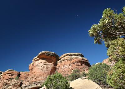 Moon & Juniper Berries.jpg
