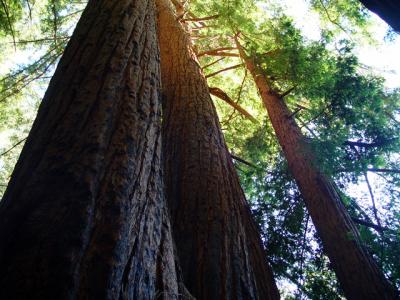 u47/zensimple/medium/30572322.pfeifferredwoods002.jpg