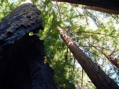 u47/zensimple/medium/30572323.pfeifferredwoods003.jpg