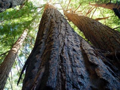 u47/zensimple/medium/30572324.pfeifferredwoods004.jpg