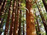 pfeiffer redwoods