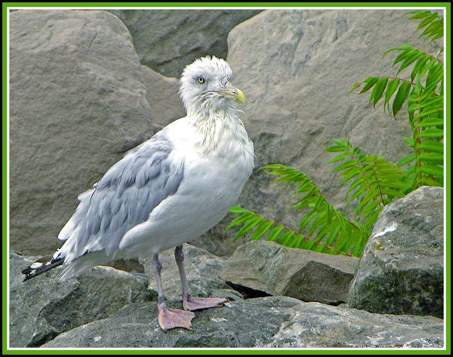 bird.jpg