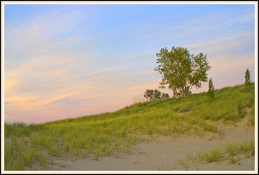 beachgrass.jpg