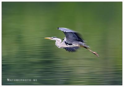 Heron