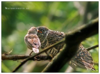 #0129 ....   Savi's Warbler feeding a Cuckoo