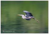 Heron