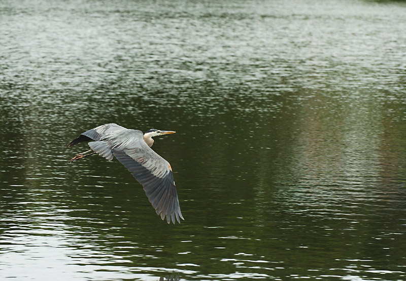 DSC_1590 copy1.jpg
