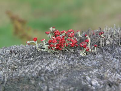 Lichen Cladonia  cristatella 01a