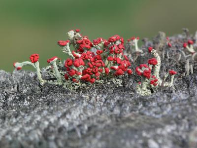 Lichen Cladonia  cristatella 01b