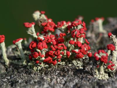 Lichen Cladonia  cristatella 01c