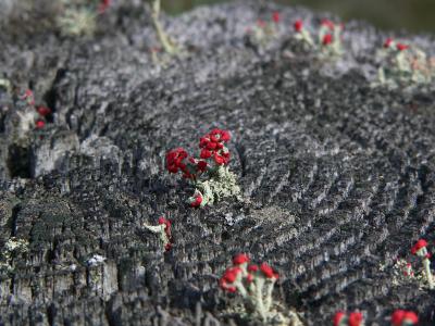 Lichen Cladonia  cristatella 02