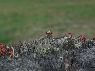 Lichen Cladonia  cristatella 03