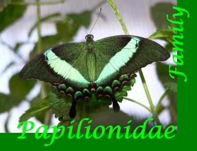 Papilionidae Family of Butterfly Galleries