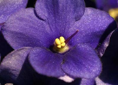 Saintpaulia / violet