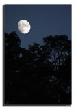 Fall Moon