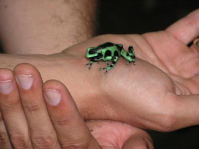 u48/2112/medium/35531558.Frog3.jpg