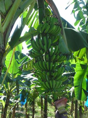 Banana Plantation