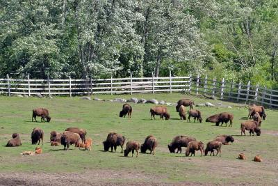 Adirondacks where the buffalo roams.jpg