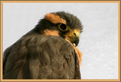 Juvenile Aplomado Falcon